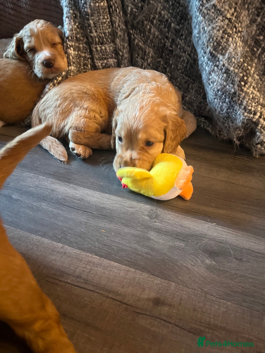 Cocker Spaniel dogs for sale: Pedigree Cocker Spaniels SOLD - Advert 4