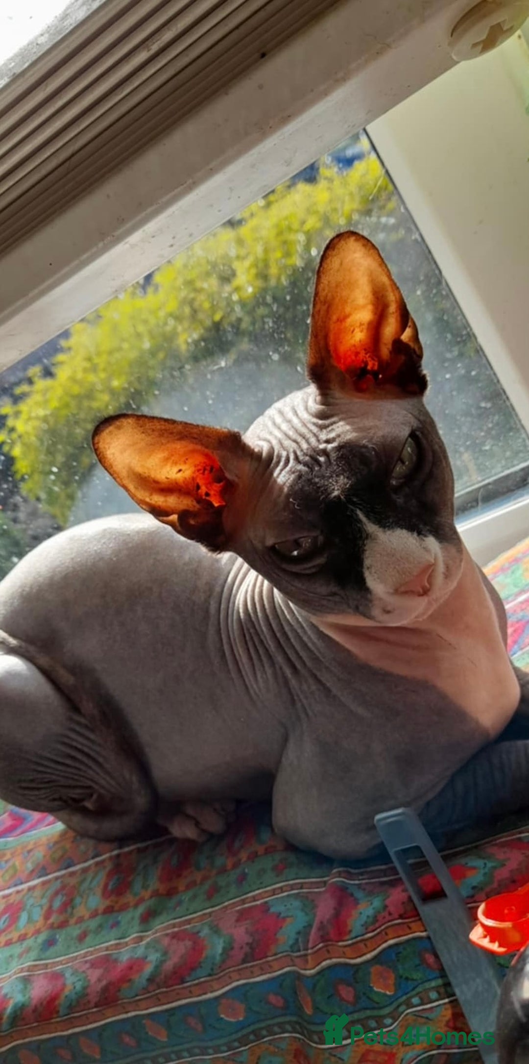 Sphynx cats for sale: Beautiful 2 year old Sphynx  - Image 10