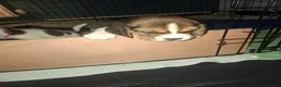 Beagle dogs for sale: Beautiful beagle puppies  - Advert 34