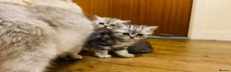 Exotic cats for sale: Exotic kittens  - Advert 5