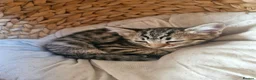Bengal cats for sale: 🐾 Beautiful Bengal Girl Kittens - available now🐾 in Reading - Advert 13