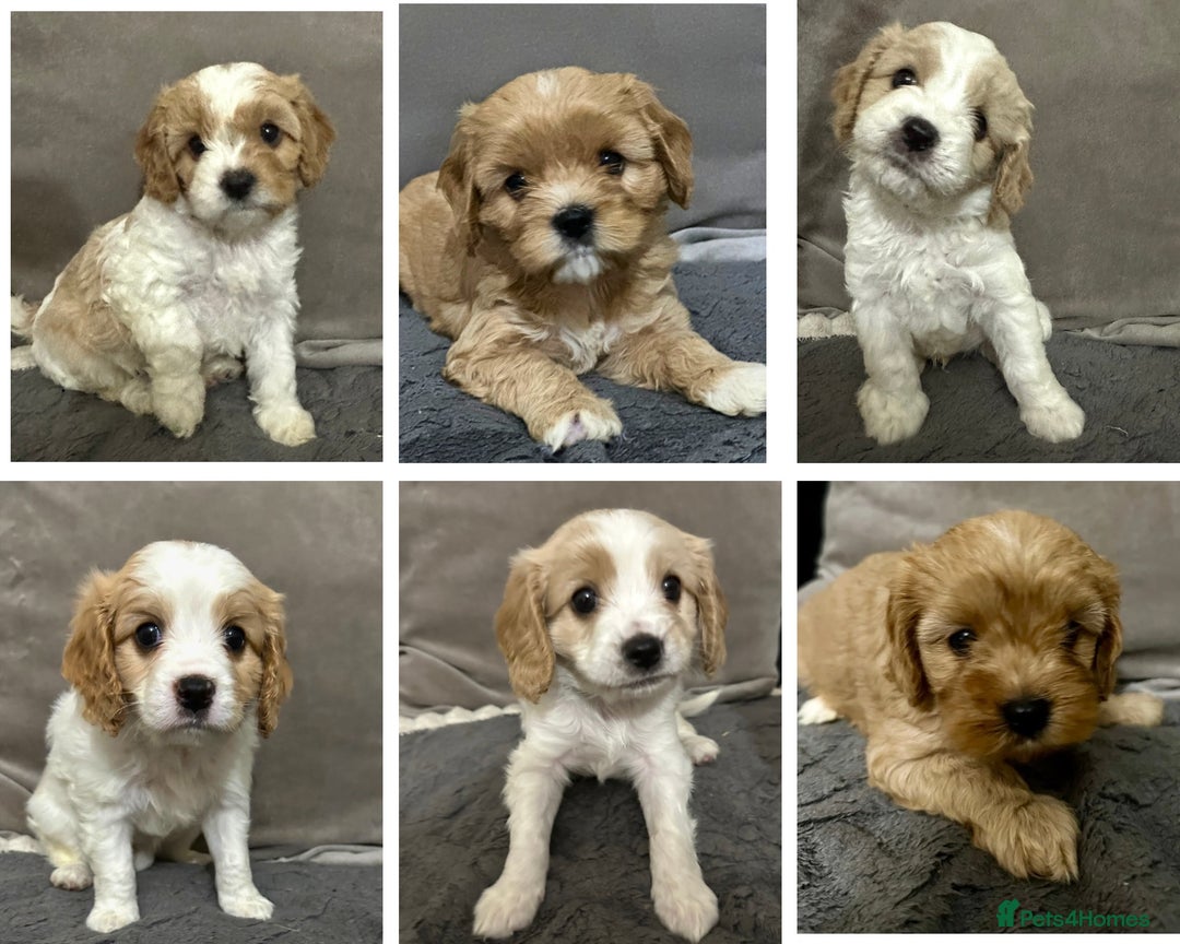 Cavapoo dogs for sale: Six cavapoo puppies F2( d.o.b. 23.10.2025) - Advert 2