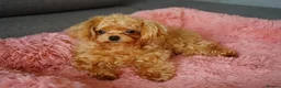 Maltipoo dogs for sale: Small F1 Asian Maltipoo female for sale - Advert 4
