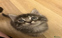 Maine Coon cats for sale: Ragcoon polydactyl kittens - Image 25