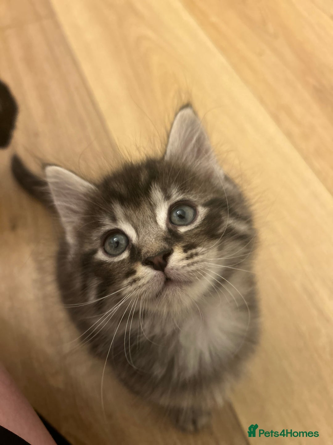 Maine Coon cats for sale: Ragcoon polydactyl kittens - Image 25