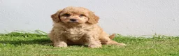 Cockapoo dogs for sale: Beautiful Cockapoo puppies for sale  in Llanelli - Advert 17