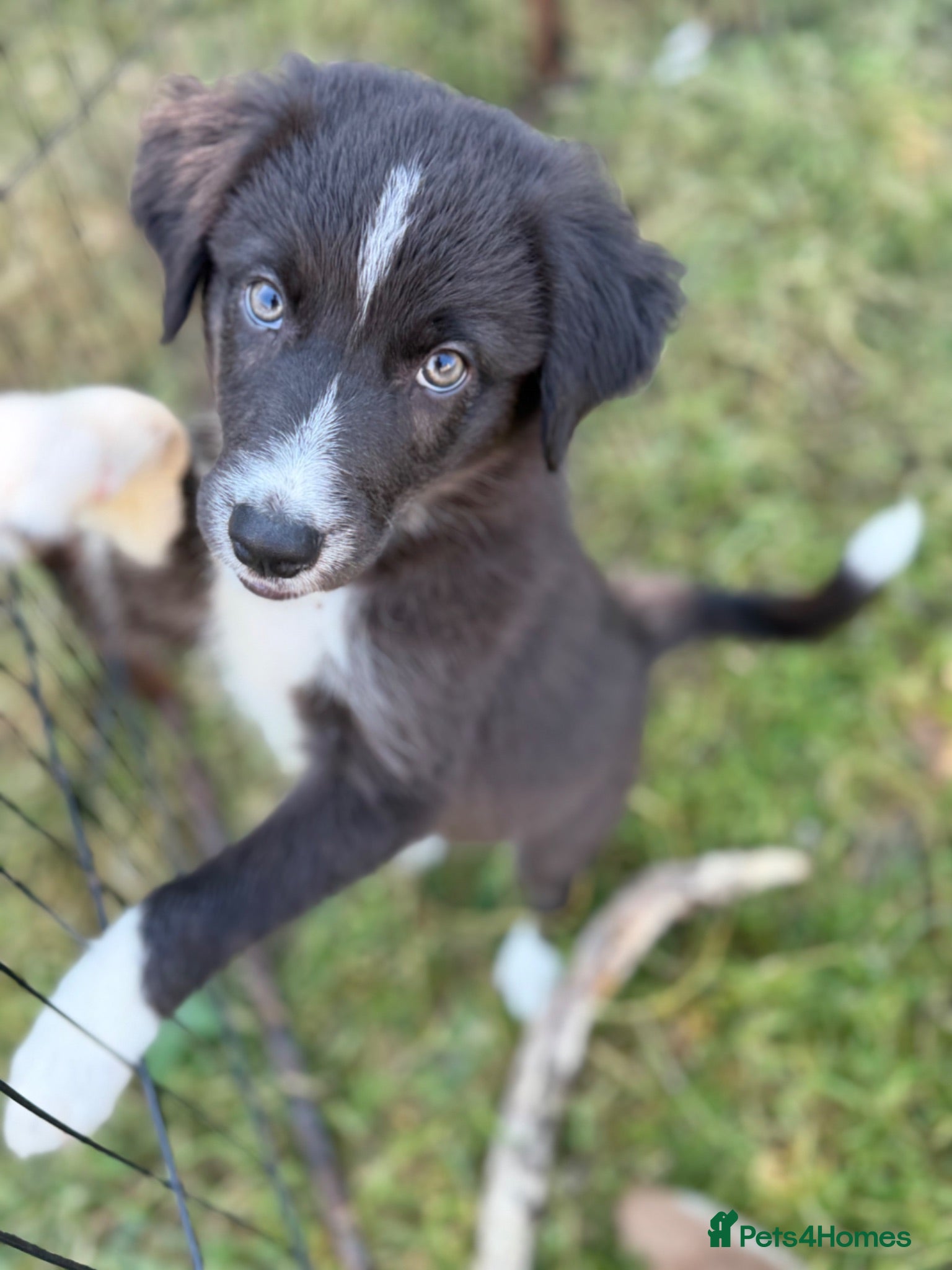 Border Collie dogs black and white girl still looking for her family - Advert 1