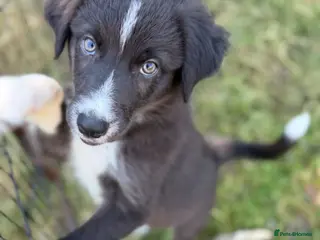 Border Collie dogs black and white girl still looking for her family - Advert 1