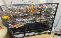 Cockatiels birds for sale: Cockatiel and Cage  - Image 3