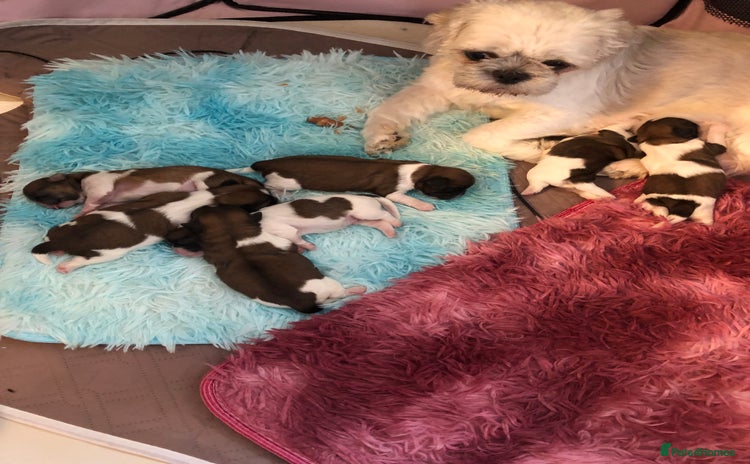 Shih Tzu dogs - Advert 2