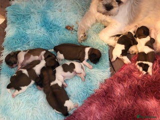 Shih Tzu dogs - Advert 7