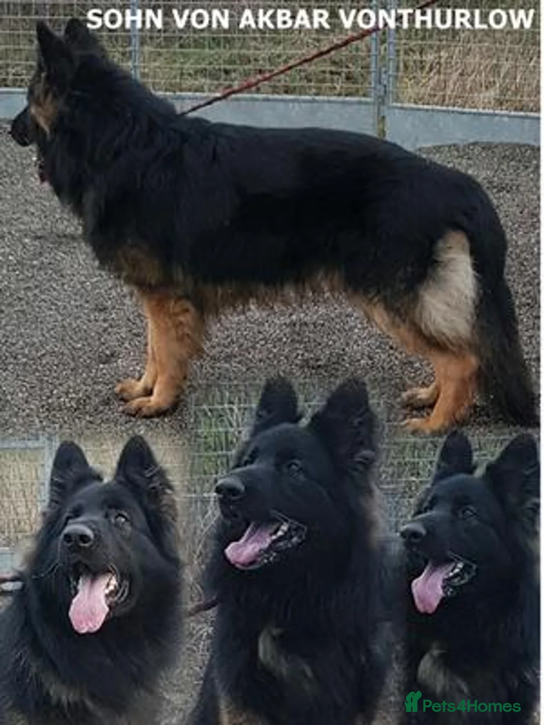 German Shepherd dogs for stud: Fully Health tested Ronnie Now at stud in Wisbech - Advert 2