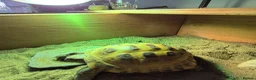 Tortoise reptiles for sale: Much-Loved Horsefield Tortoises Need New Homes in Bracknell - Advert 5