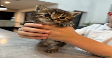 Munchkin cats - Advert 4