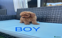 Miniature Poodle dogs for sale: LAST BOY Miniture poodles  - Advert 6