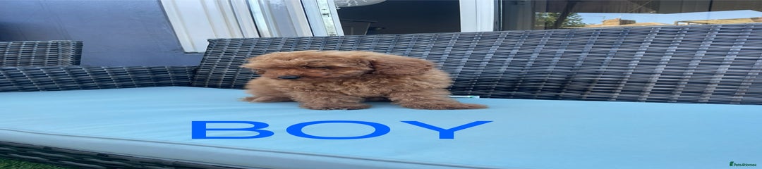 Miniature Poodle Puppy 3