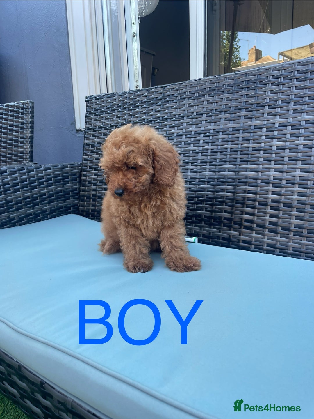 Miniature Poodle dogs for sale: LAST BOY Miniture poodles  - Advert 6