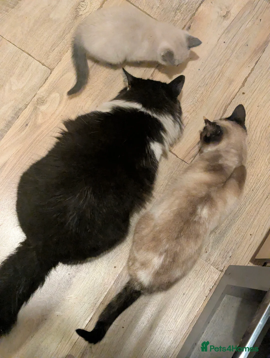 Mixed Breed cats for sale: Female kitten - Advert 2