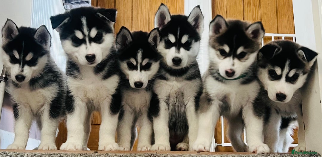 Pomsky dogs for sale:  Beautiful F2b Pomsky Puppies – Health Tested - Image 6