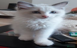 Ragdoll cats for sale: RAGDOLLS BOYS BICOLOUR VACCINATED MICROCHIPED  - Image 15
