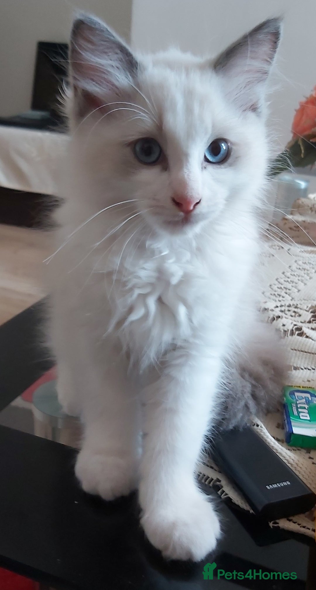 Ragdoll cats for sale: RAGDOLLS BOYS BICOLOUR VACCINATED MICROCHIPED  - Image 15