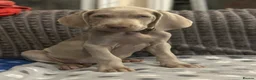 Weimaraner dogs for sale: 🐾Ready Now KC REG SILVER WEIMARANER PUPPIES 🐾 - Advert 14