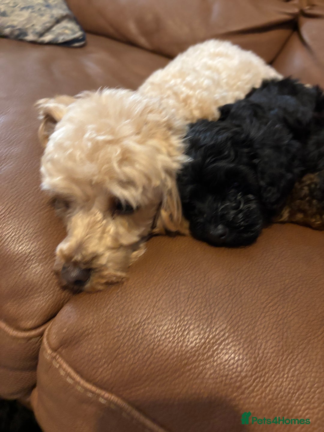 Cavapoochon dogs for sale: Toy Cavapoochons F1B - Advert 7