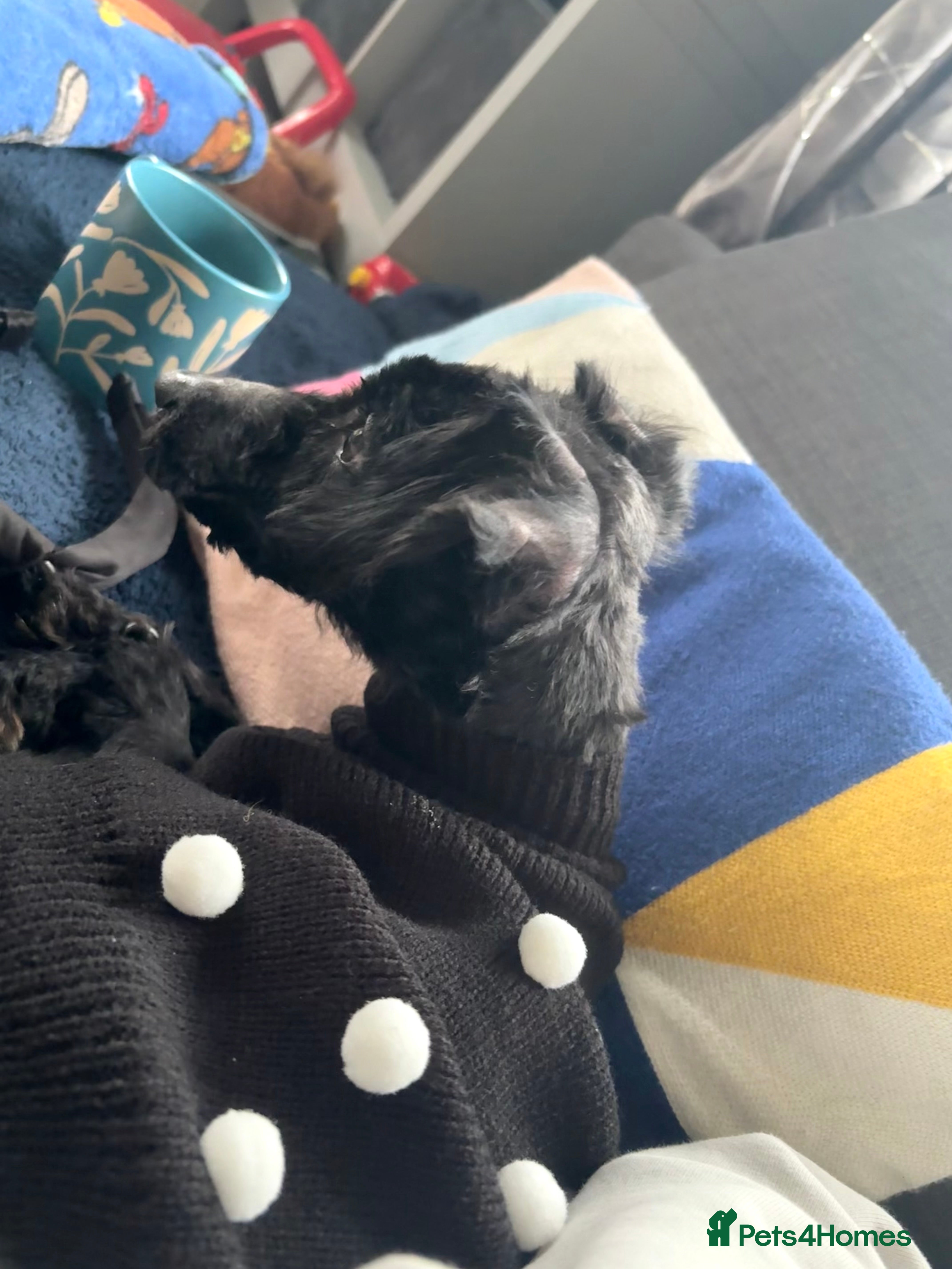 Yorkiepoo dogs Mini poodle x  - Advert 3