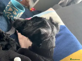 Yorkiepoo dogs Mini poodle x - Advert 3