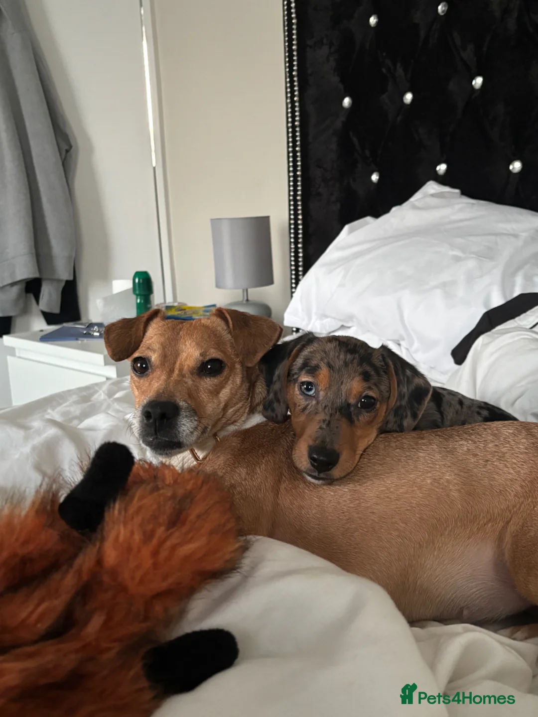 Jackshund dogs for sale: Bella, gorgeous jackhound - Advert 2