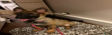 German Shepherd Puppy 1