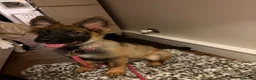German Shepherd dogs for sale: German Shepherd Female Sable Puppy  - Advert 4