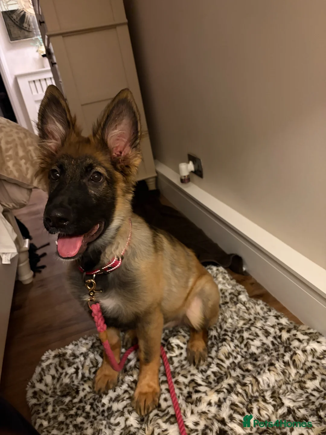 German Shepherd dogs for sale: German Shepherd Female Sable Puppy  - Advert 4