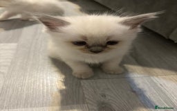 Ragdoll cats for sale: Ragdoll Kittens looking for loving new home - Image 12