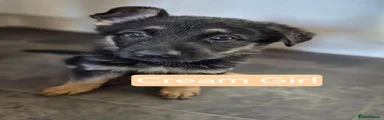 German Shepherd 2