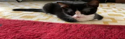 Domestic Shorthair cats for sale: 4 Beautiful Kittens Ready for their Forever Homes - Advert 19