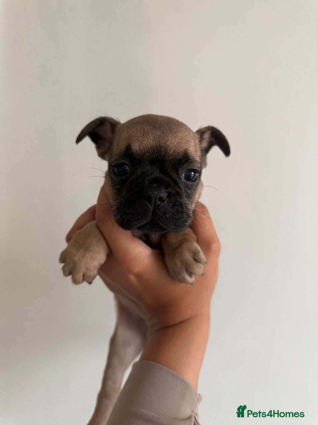 Frug dogs for sale: 3/4 Frenchie 1/4 pug puppies for sale  - Image 10