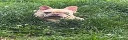 French Bulldog dogs for sale: 7month old french bulldog puppy in Aberdeen - Advert 2