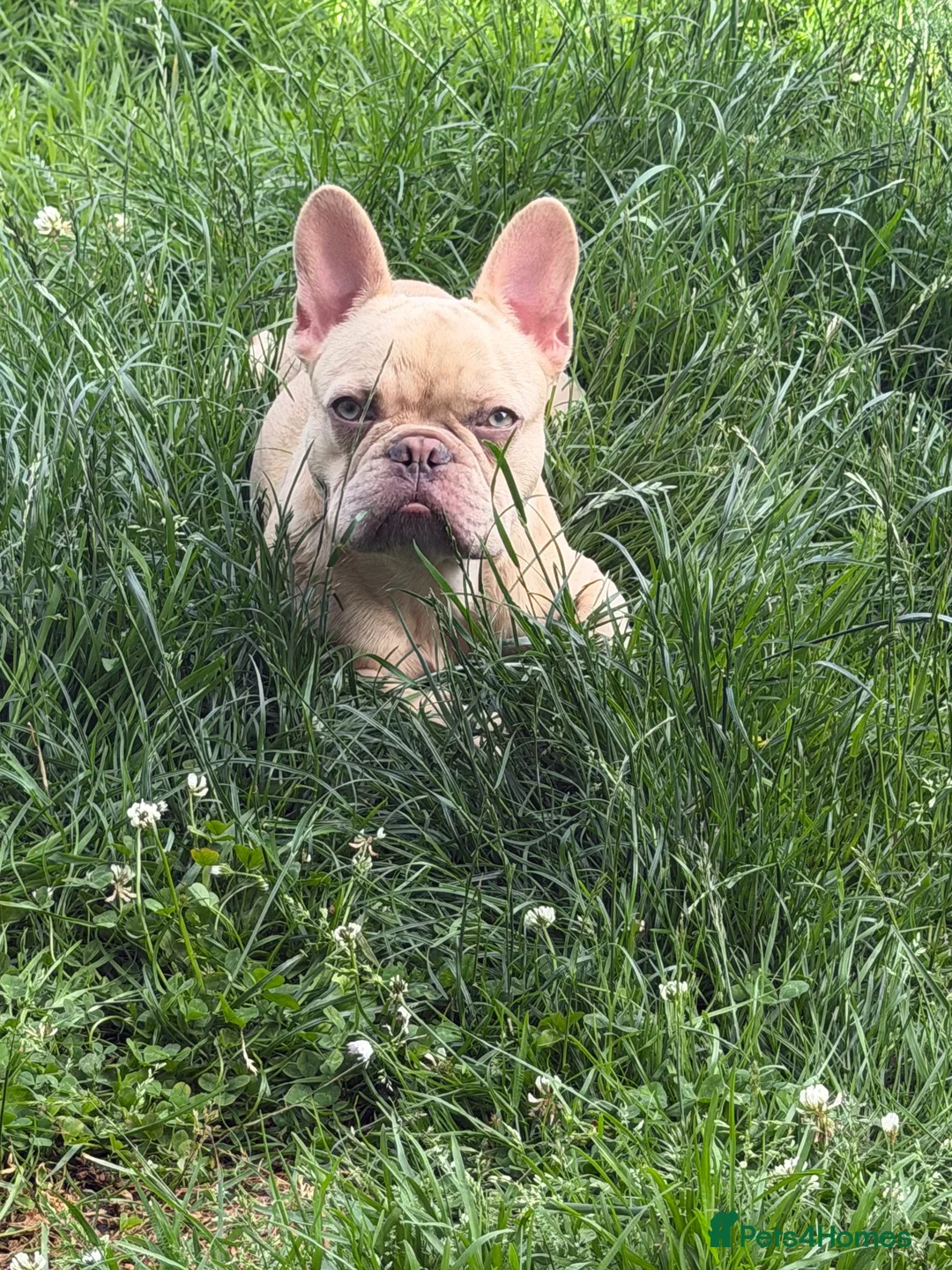 French Bulldog dogs for sale: 7month old french bulldog puppy in Aberdeen - Advert 2