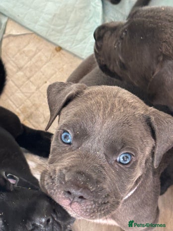 Cane Corso dogs - Advert 5