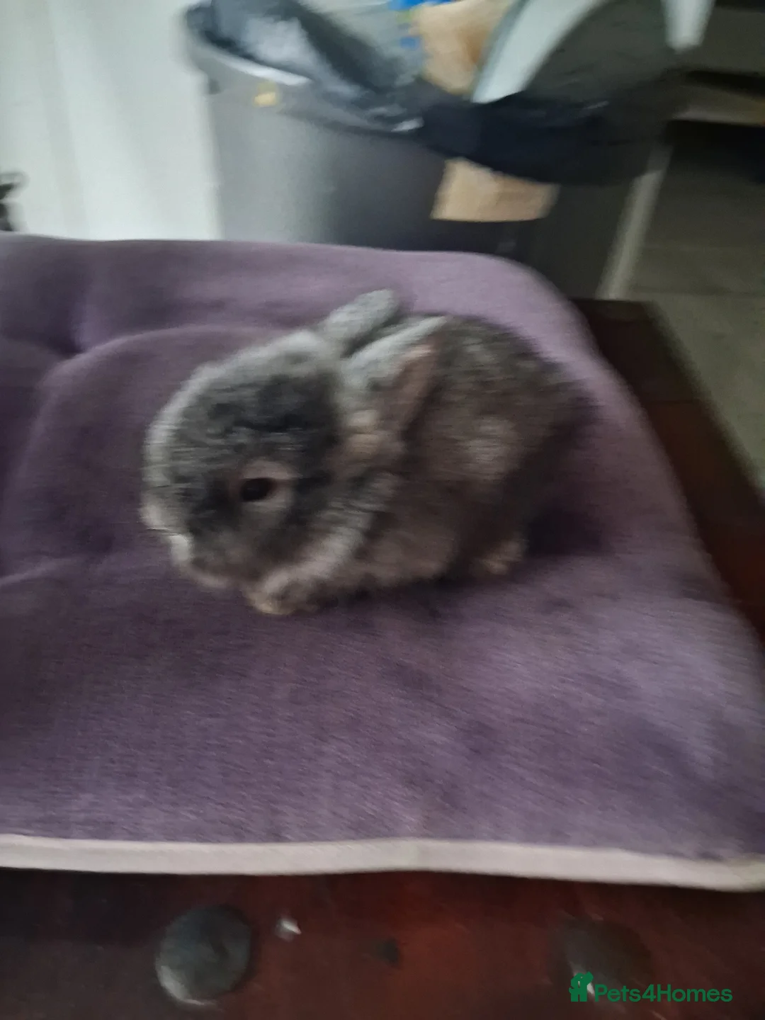 Lionhead rabbits for sale: 🐰 Beautiful Lionhead Rabbits for Sale 🐰 - Advert 3