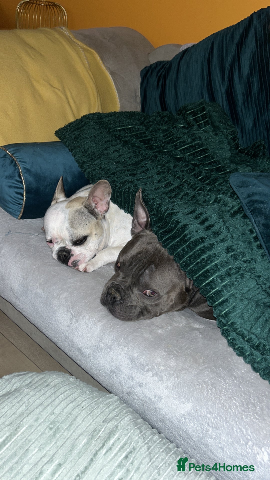 Mixed Breed dogs for sale: PEARL AND PAX - Advert 10