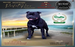 Staffordshire Bull Terrier dogs for sale: Stunning litter of Blue & Black Puppies - Advert 4