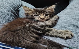 Maine Coon cats for sale: Home raised stunning Mainecoon boys. - Image 36