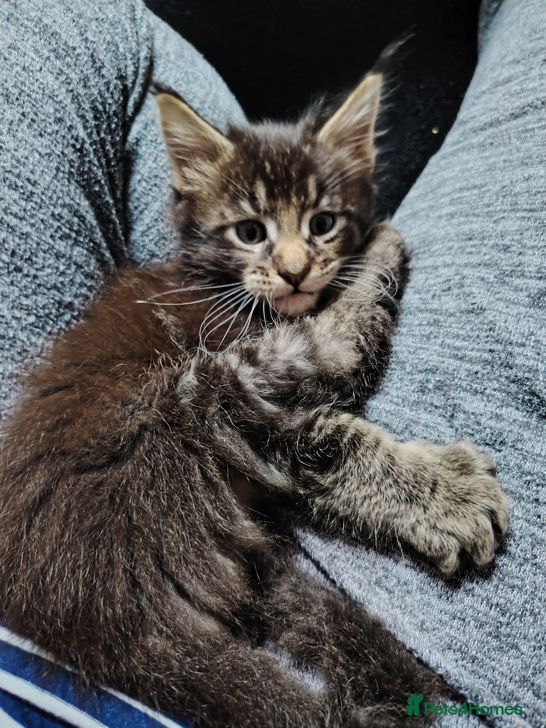Maine Coon cats for sale: Home raised stunning Mainecoon boys. - Image 36