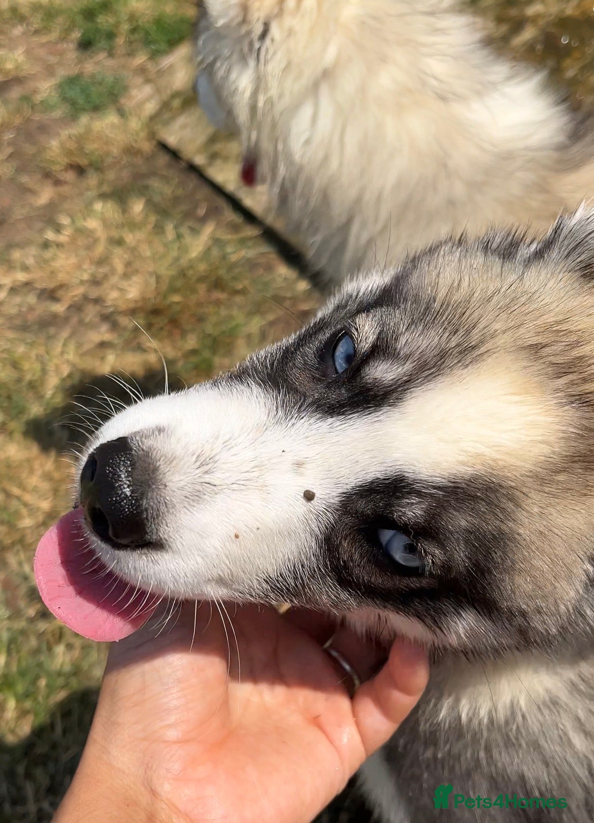 Siberian Husky dogs 3 Stunning Male Pups - Advert 2