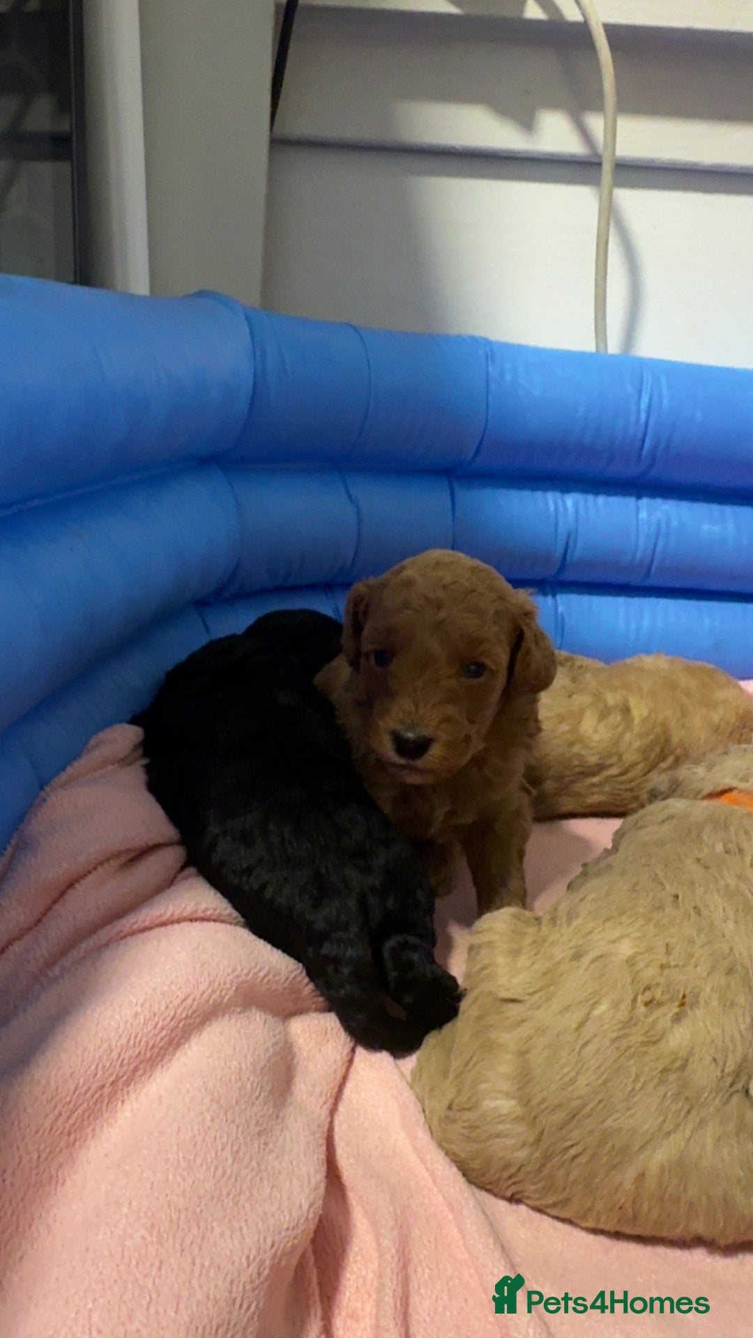 Toy Poodle dogs for sale: Toy poodle puppies *Ready for  ** * - Advert 7