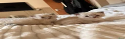 Ragdoll cats for sale: 7 beautiful ragdoll kittens  - Advert 23