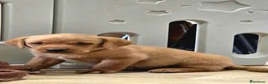 Labrador Retriever 2