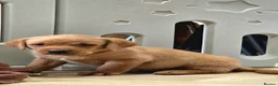 Labrador Retriever dogs for sale: 2 BEAUTIFUL CHUNKY KC REG FOX RED LABRADORS - Advert 17